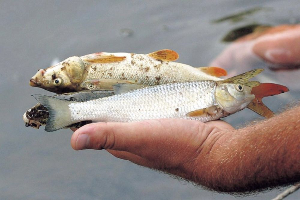 Henkel tvrdi da nije kriv za pomor ribe u Rasini