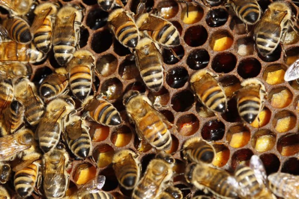 POMOR: Milioni pčela uginuli u Bosni i Hercegovini