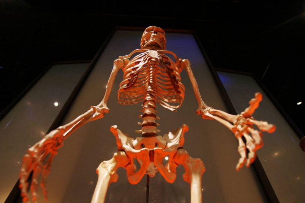 NEVEROVATNO OTKRIĆE: Iskopali 6.500 godina stari skelet u depou muzeja