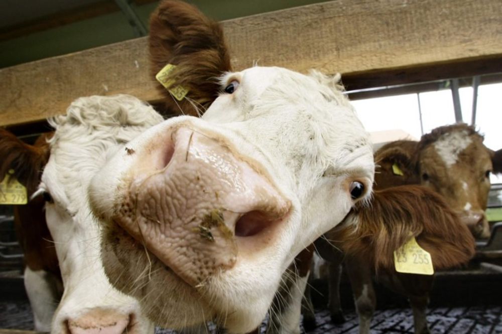 Milković: Na Kosovu ilegalno godišnje 20.000 grla stoke