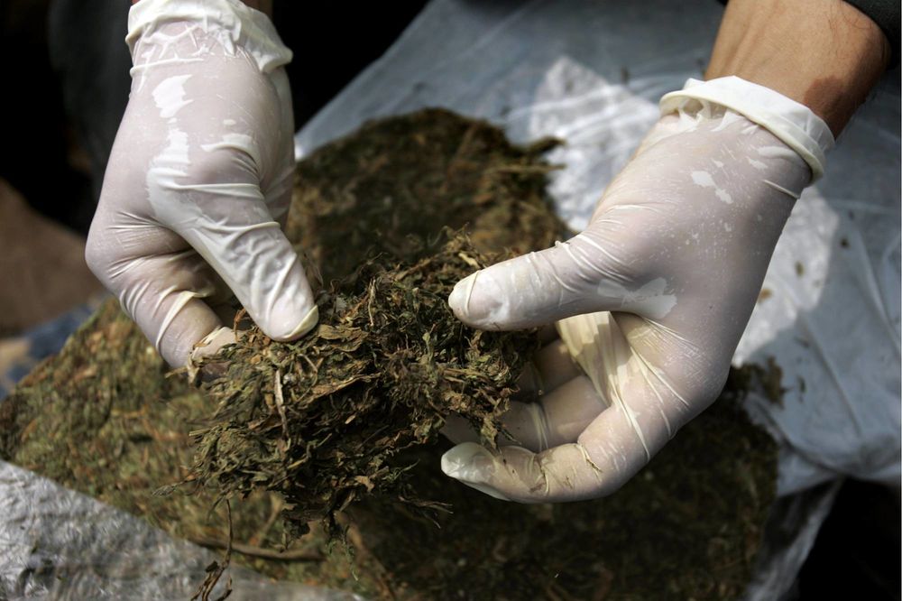 BOGAT ULOV: Policija zaplenila 10 kilograma marihuane na deponiji u Borči!