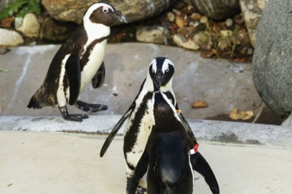 Izopačeni seks pingvina šokirao polarnog istraživača