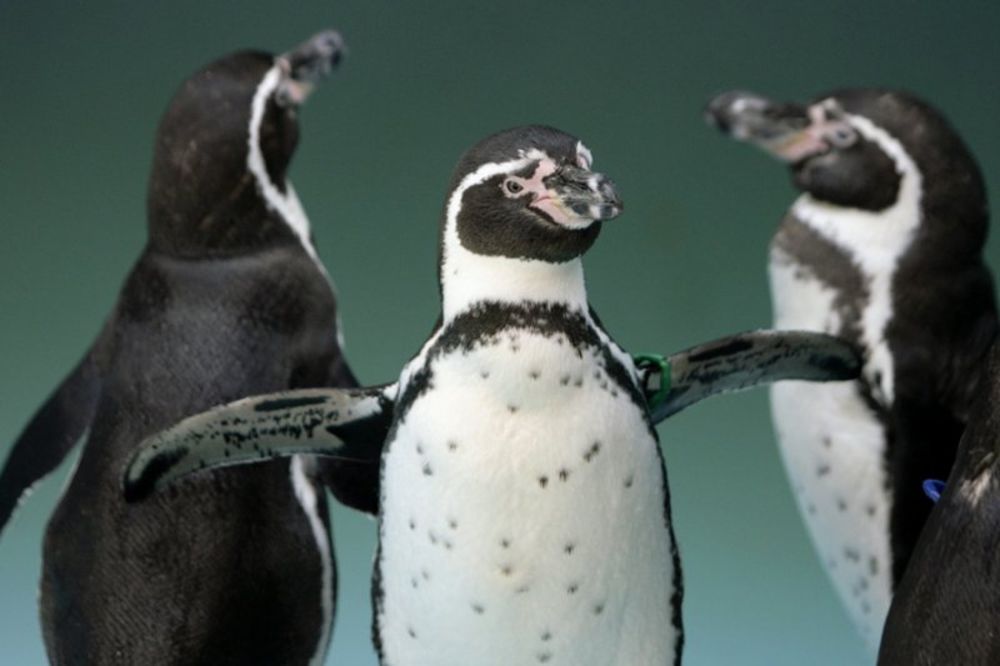Pingvini od dva metra živeli na Antartiku