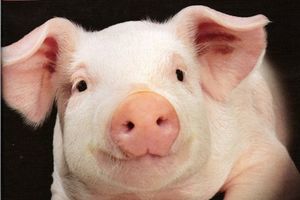 PRAVI BEJB: Mala Mis Pig umislila da je pas!
