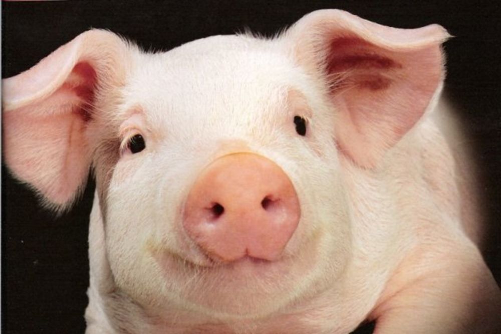 Rusi zabranili uvoz svinja i goveda iz EU