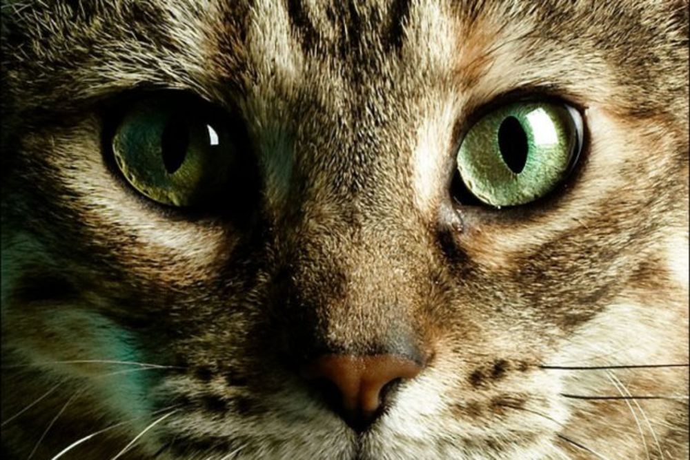 VEROVALI ILI NE: Mačka može biti i živa i mrtva u isto vreme!