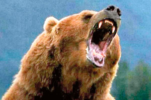 Besni medvedi ubili dve žene