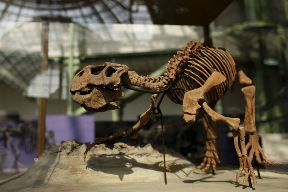 Replike skeleta dinosaurusa u Svilajncu