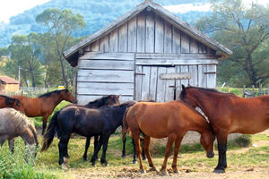 Spaseno 120 divljih konja sa Vlasine