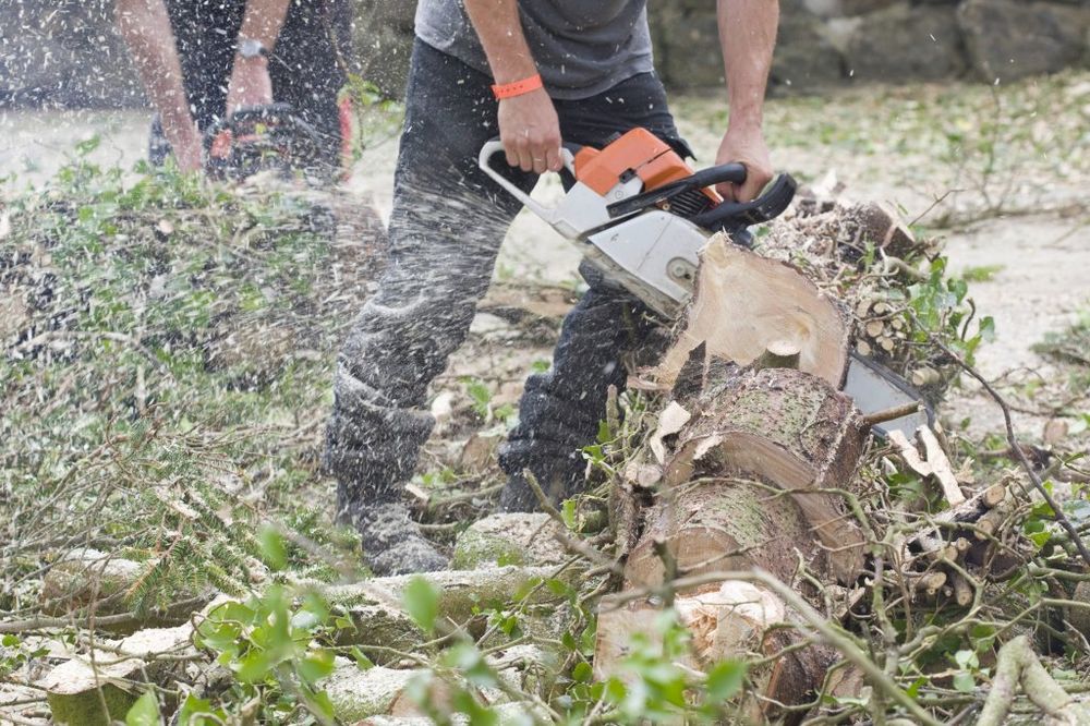 Štete u državnim šumama 65.000 kubika drveta