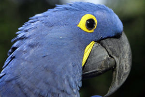 RASPEVANI TOVAR: Četvorka krijumčarila 11 papagaja