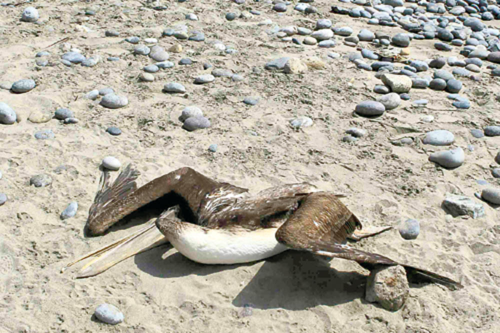 More izbacilo 1.200 mrtvih pelikana