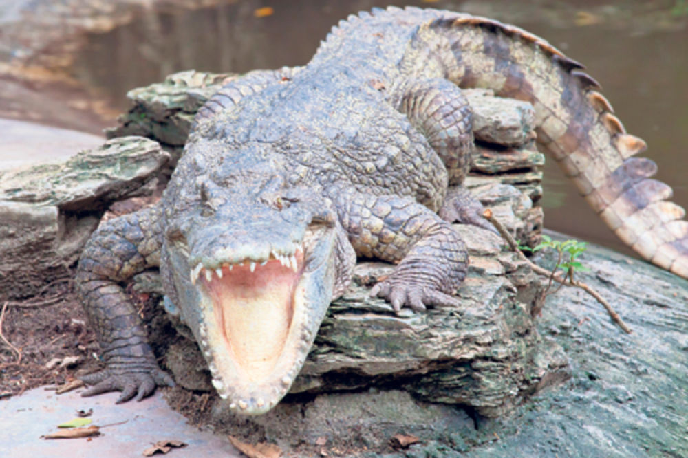 DALJE NEĆEŠ MOĆI: Krokodil od 6 metara 2 nedelje držao turistu kao taoca