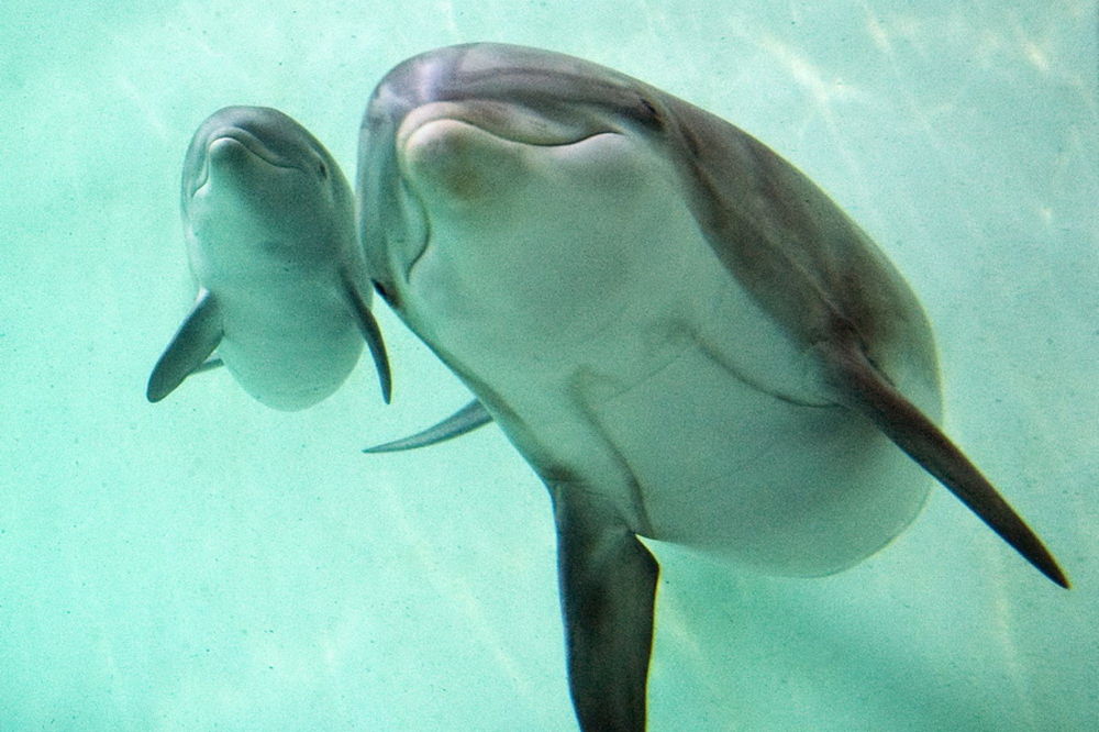 Jato delfina u moru kod Tivta