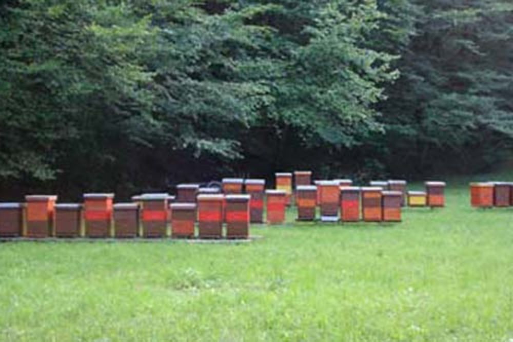 U Kragujevcu otrovano milion i po pčela