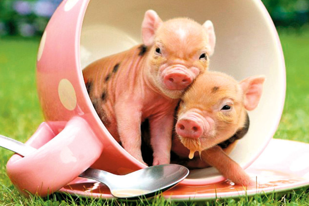 NJUJORK: Hoćemo svinje za kućne ljubimce!