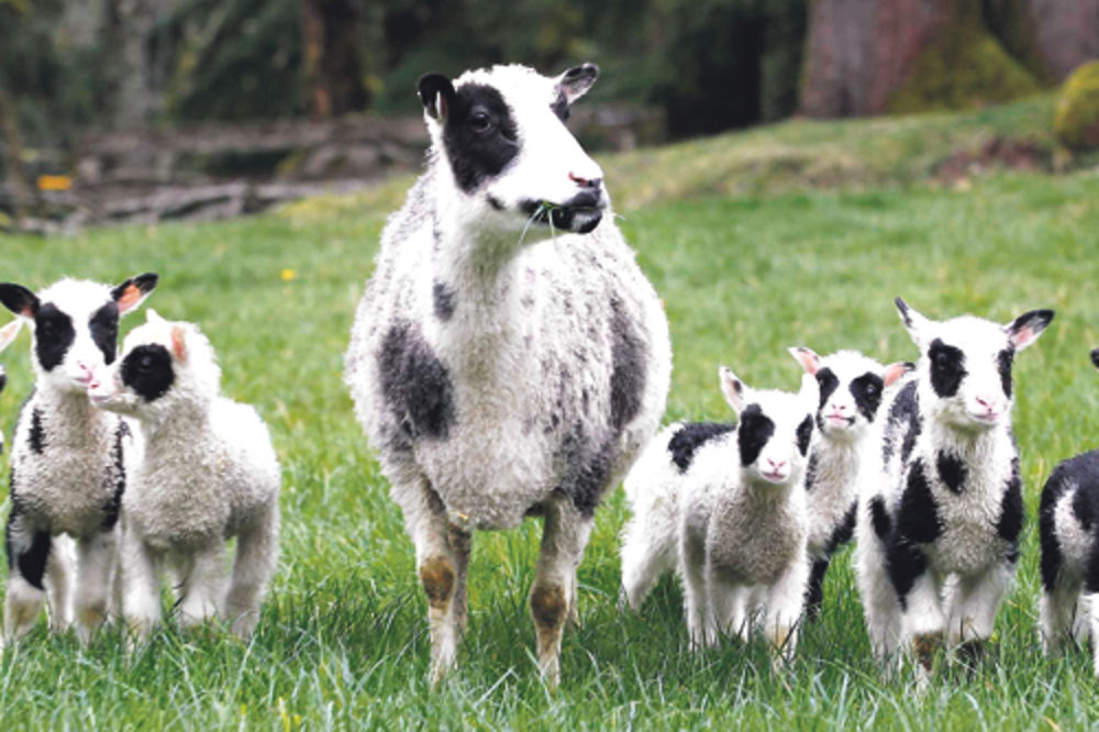 Ovce umesto kosilica za održavanje parkova