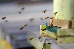 Kamere čuvaju košnice pčela od krađe