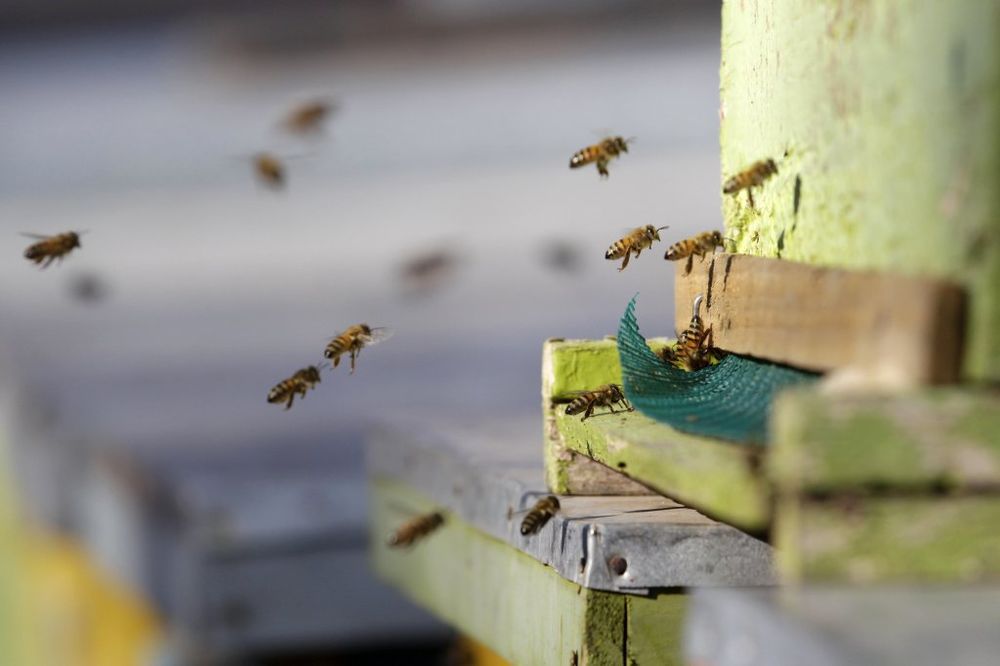 Pesticidi istrebljuju pčele
