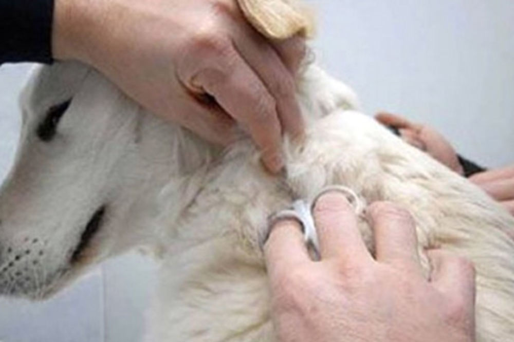 Besplatna vakcinacija i čipovanje 13.800 vlasničkih pasa