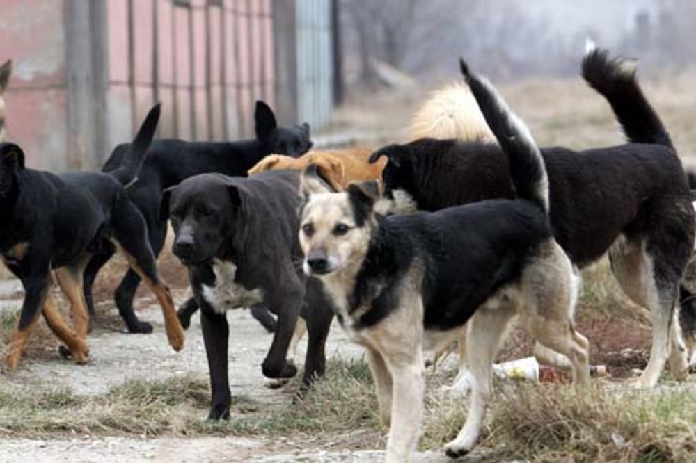 MONSTRUOZNO: Kreozanom otrovana tri psa na Miljakovcu!