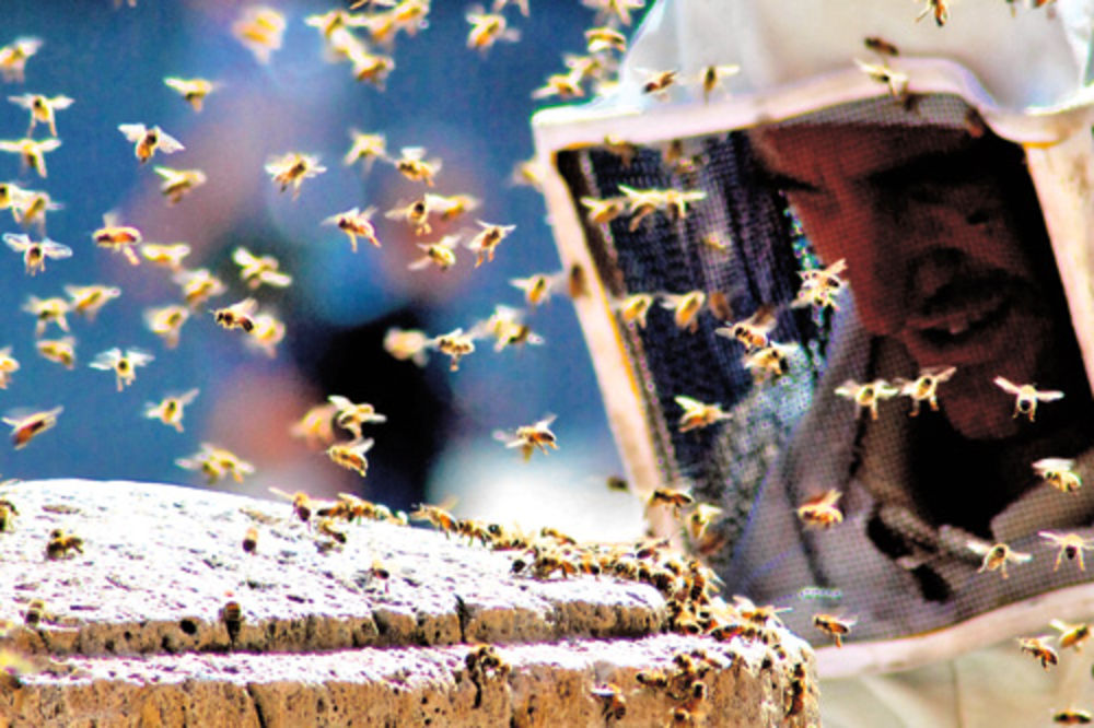 Velika najezda pčela u Beogradu