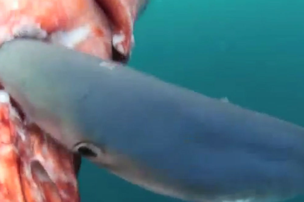 Pogledajte kako džinovsku lignju jede morski pas