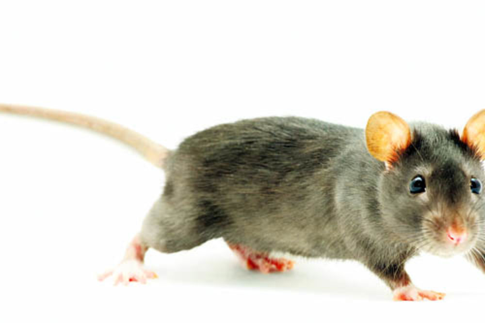 U CG umiru od mišje groznice
