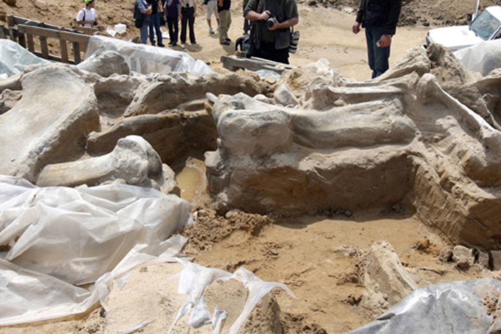Otkriveni skeleti još pet ili šest mamuta