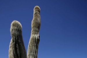 Kaktus zakucao radnika za zemlju