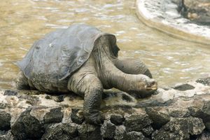 Uginula poslednja džinovska kornjača Usamljeni Džordž