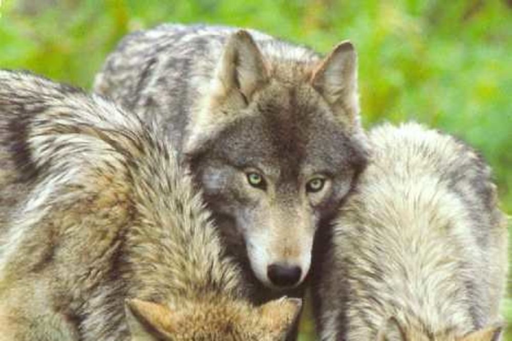 Kruševljani organizovali hajku na vukove