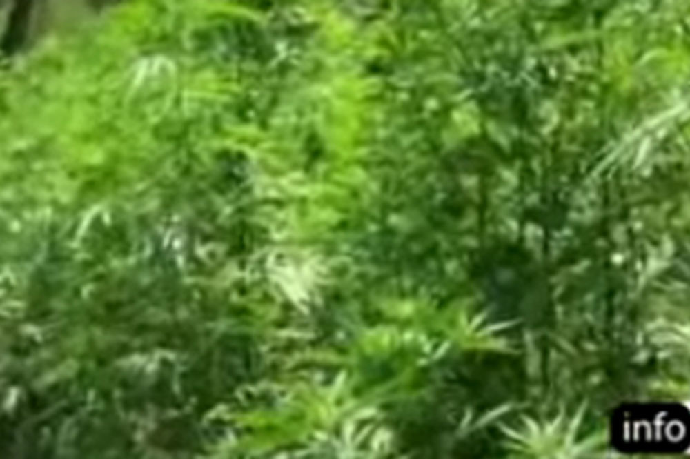 Batočina: Otkriven zasad 200 kilograma marihuane