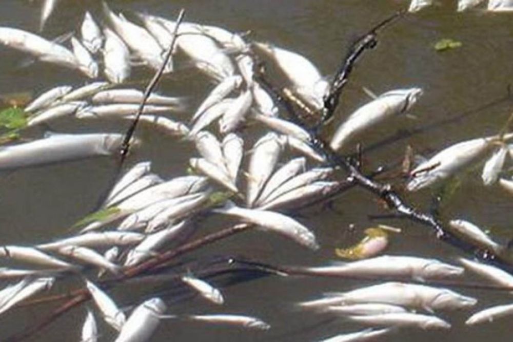 Inspekcijski nadzor zbog uginuća ribe u Rasini