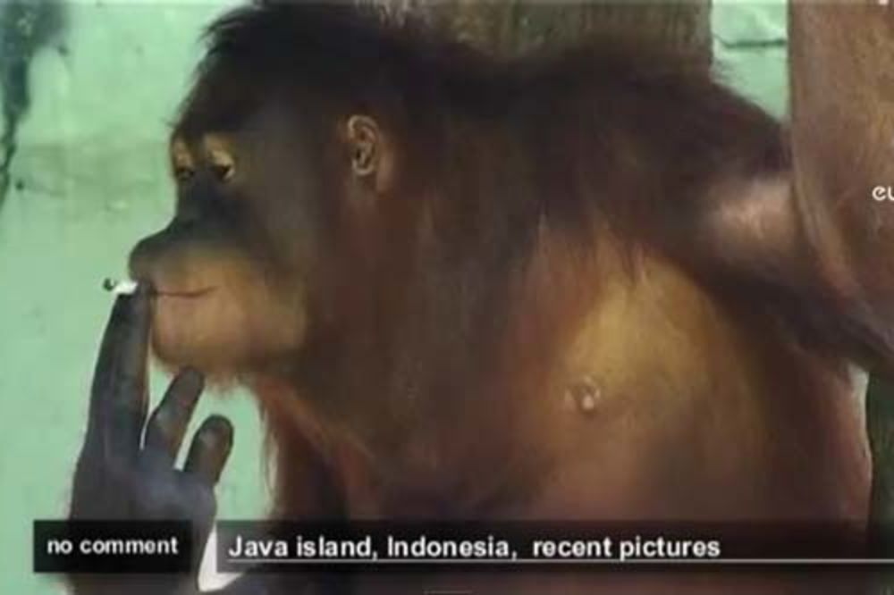Orangutanka sa Jave mora da batali cigare