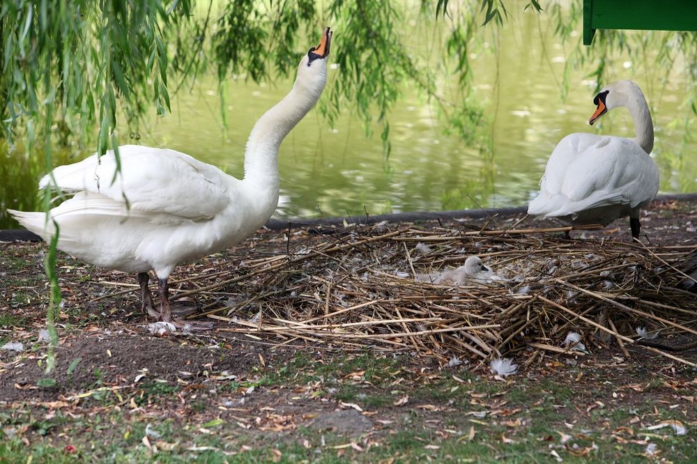 Vandali ubili labuda u Dunavskom parku