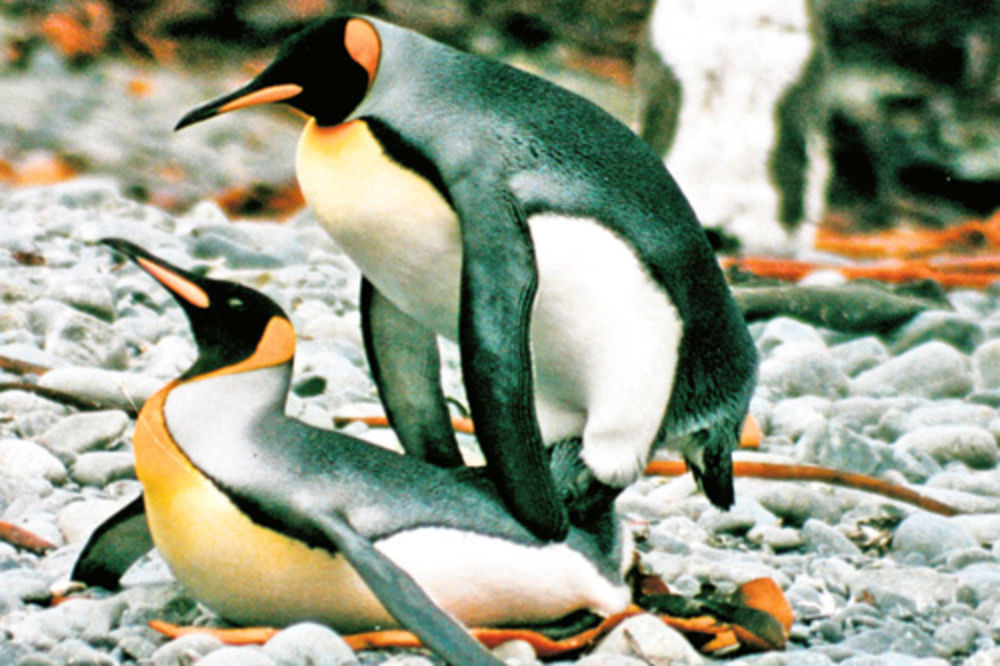 Pingvini su seks manijaci