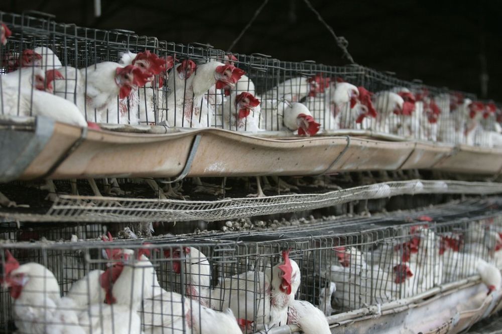 2,5 miliona ptica ubijeno zbog gripa