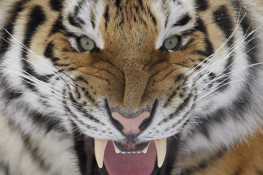 UJEO ZA POTILJAK: Tigar ubio čuvara zoološkog vrta u Berlinu