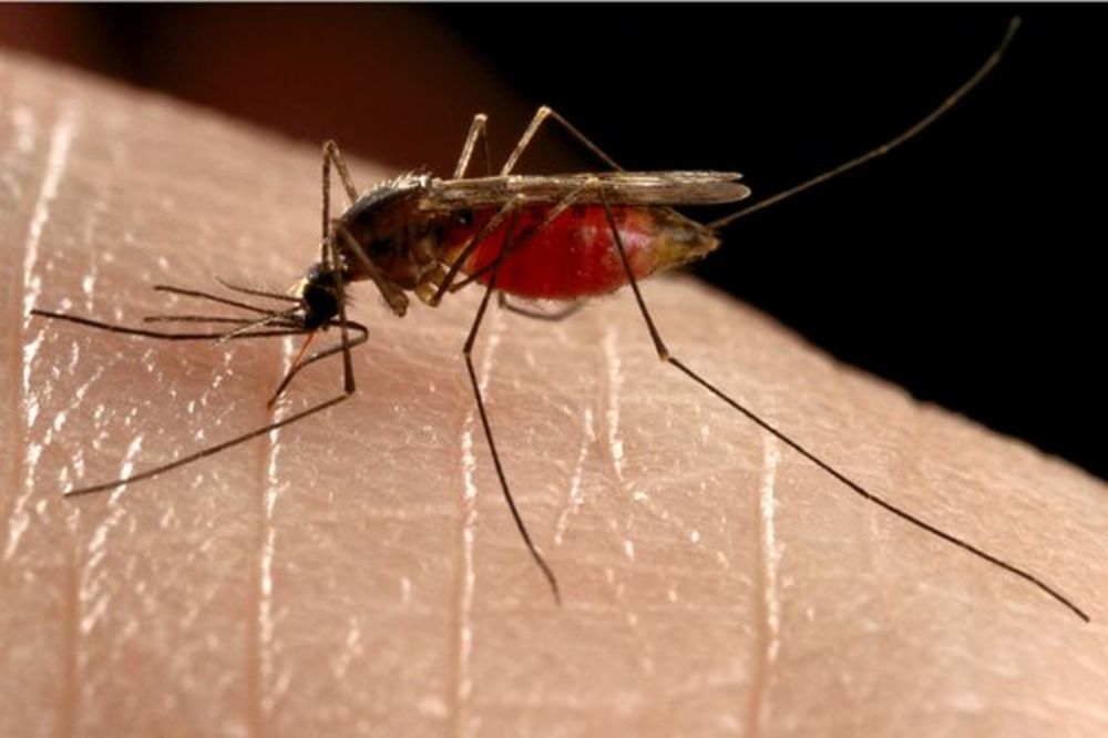 Trodnevna akcija suzbijanja komaraca