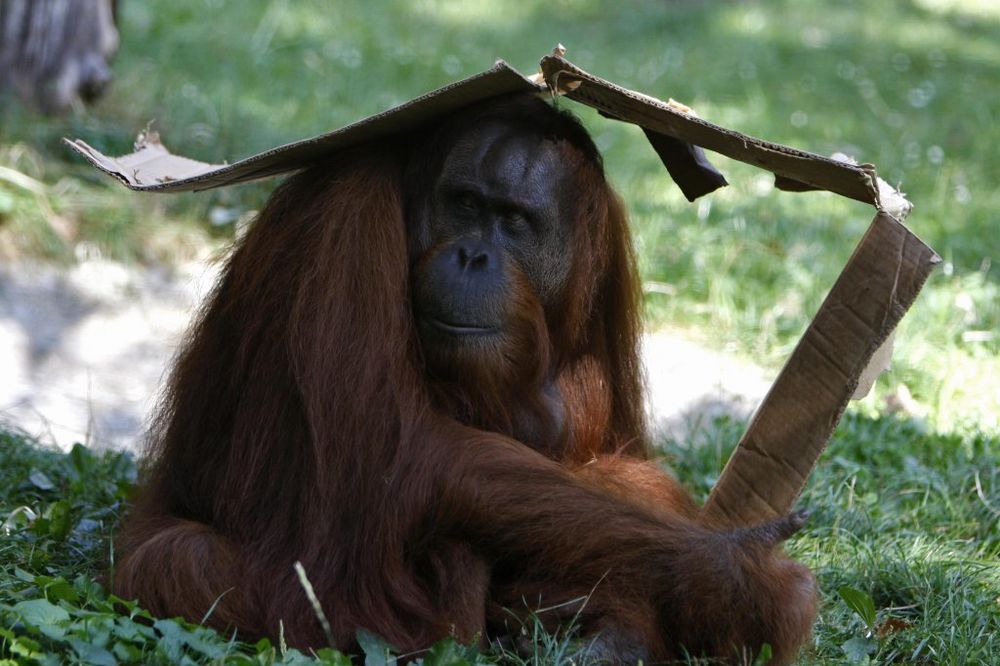 Orangutan Mejdžor proslavio 50. rođendan
