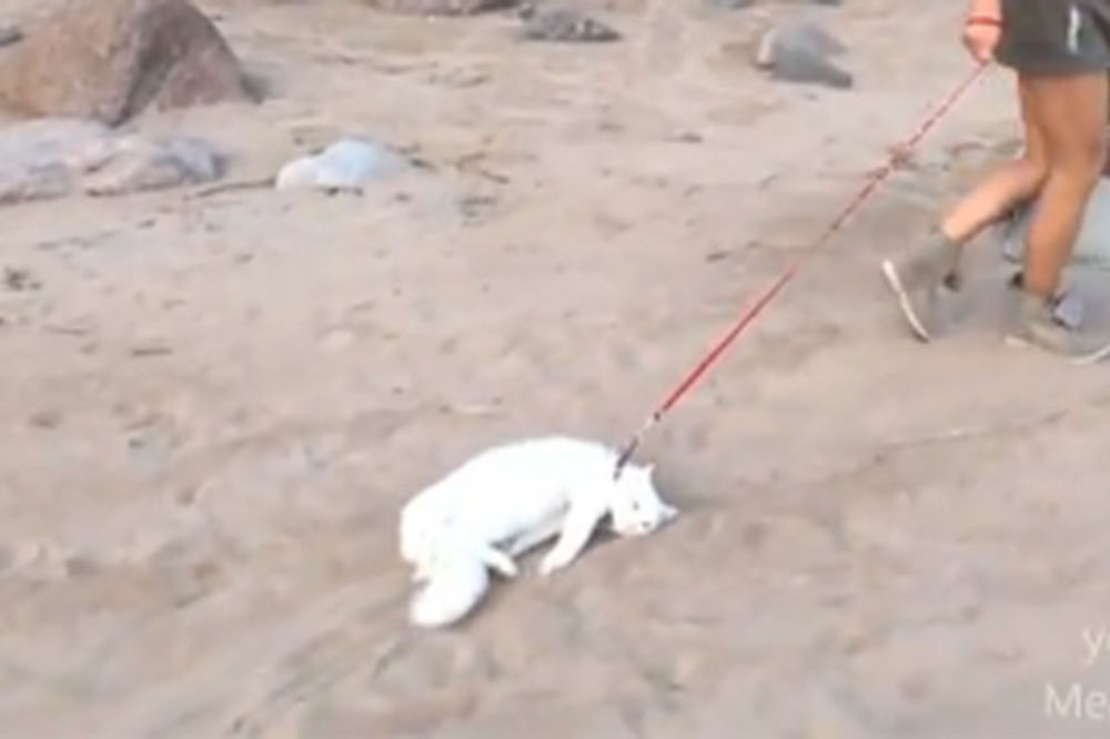 Ovako šeta najlenja mačka na svetu