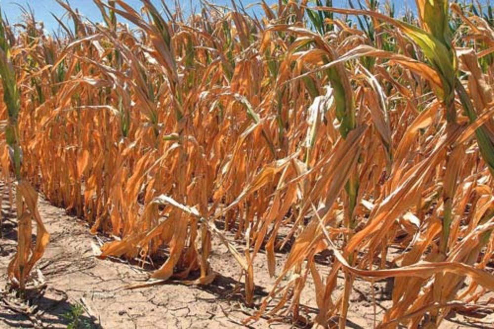 Suša u Pomoravlju prepolovila rod kukuruza