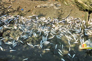 Deterdžent ubio hiljade riba