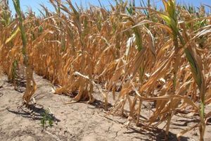 VIŠA SILA! Poljoprivrednici: Suše uništile kukuruz, suncokret i krompir, kiša dosta zakasnila