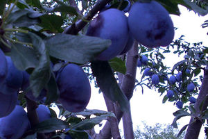 VOĆARI UPOZORAVAJU: Rusi i Azerbejdžanci varaju srpske izvoznike voća!