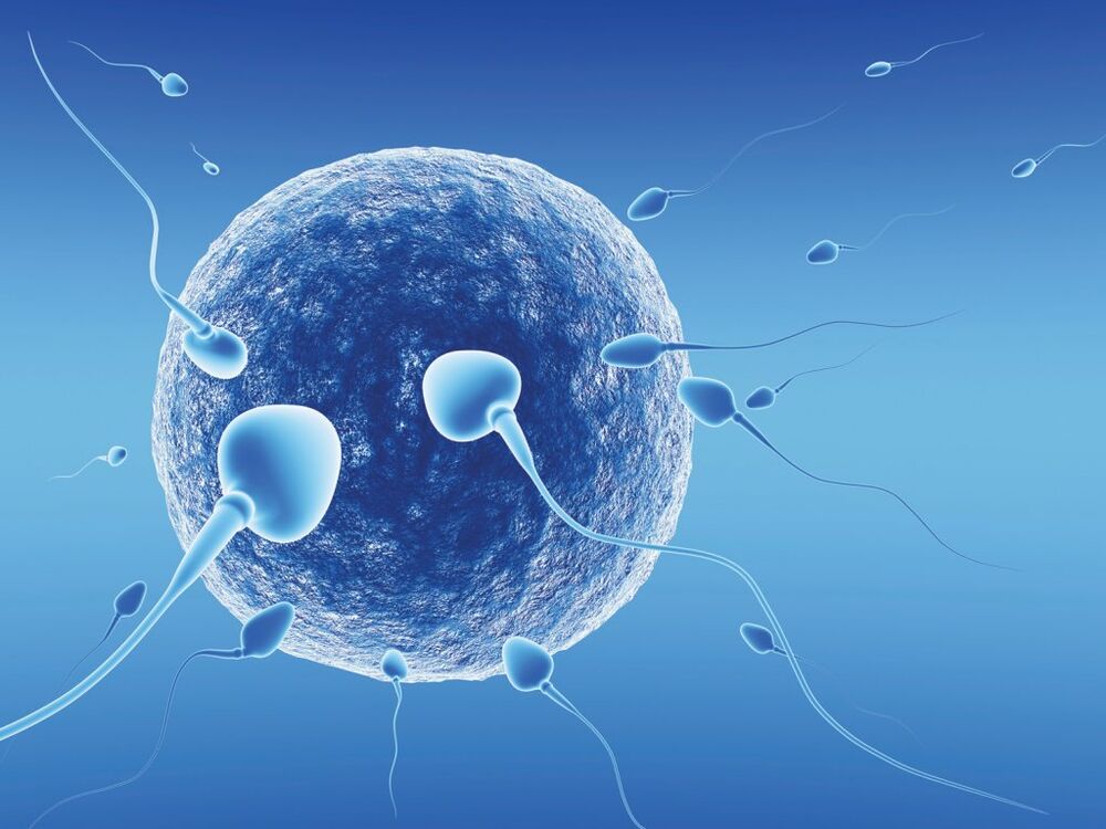 Spermatozoidi, Sperma, Jajna Celija