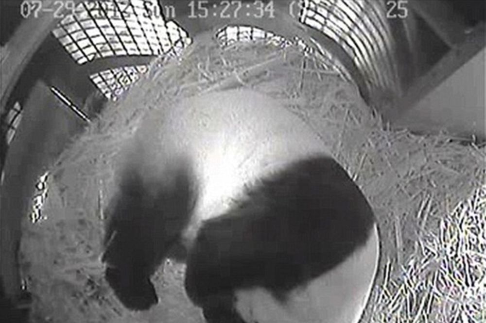 Matora panda a rodila mladunče