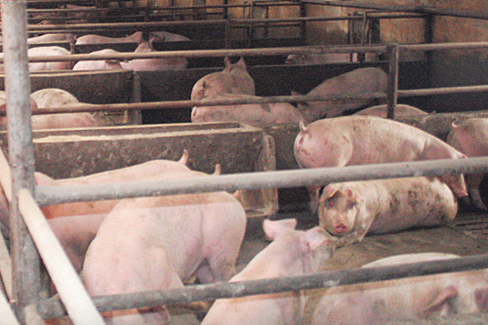 Meštani Žitorađe: Guši nas izmet 30.000 svinja!