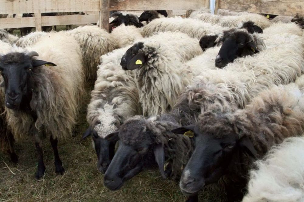 Vukovi zaklali stado ovaca u selu Devići
